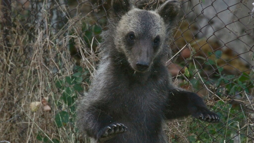 Il Marsicano Lultimo Orso Il Documentario Su Sky Nature Artribune