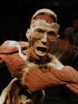 IMG 4275 Body Worlds. A mente aperta, a corpo libero