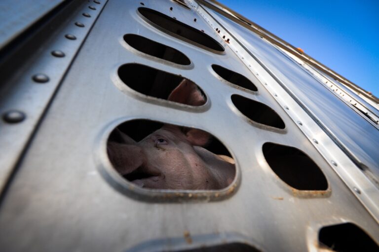Jo-Anne McArthur, Pig Going to Slaughter, Canada 2012