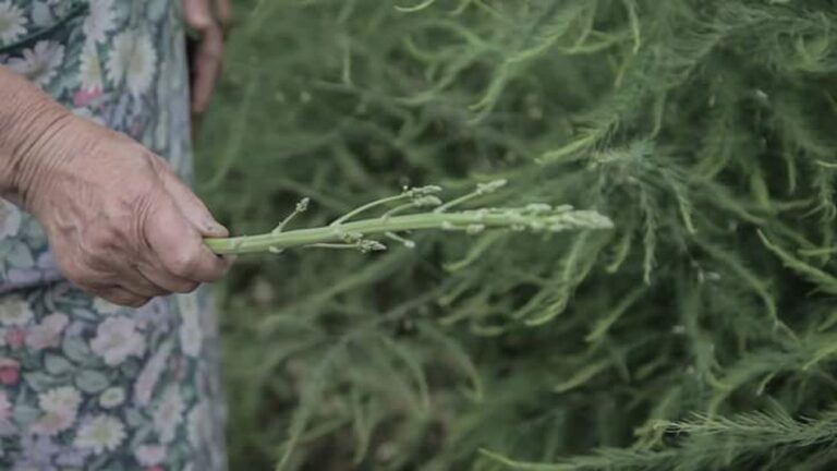 Laura Cionci, Il Giardino segreto, 2018. Still da video