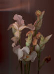 Anna Skladmann, ‘Bearded Iris’ – Ghost In The Machine, Chromogenic Print mounted on Aluminium © Anna Skladman