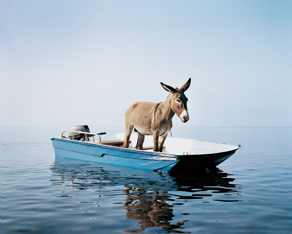 Paola Pivi, Untitled (donkey), 2003 Foto Hugo Glendinning, Courtesy Massimo De Carlo, Milan/London/Hong Kong