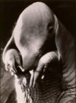 Dora Maar, Portrait of Ubu 1936, Photo © Centre Pompidou, MNAM CCI P. Migeat Dist. RMN GP © ADAGP, Paris and DACS, London 2019