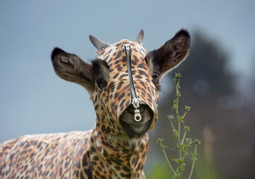 L’animalier di Zhanna Kadyrova. In Toscana