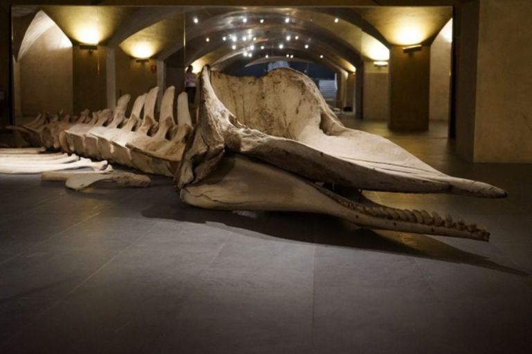 Di squali e di balene. Exhibition view at Museo Marino Marini, Firenze 2020