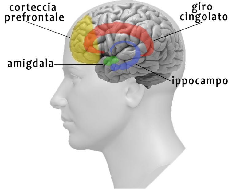 Aree cerebrali del giro cingolato, nuclei della base, ipotalamo e amigdala © Angela Savino & Ottavio De Clemente