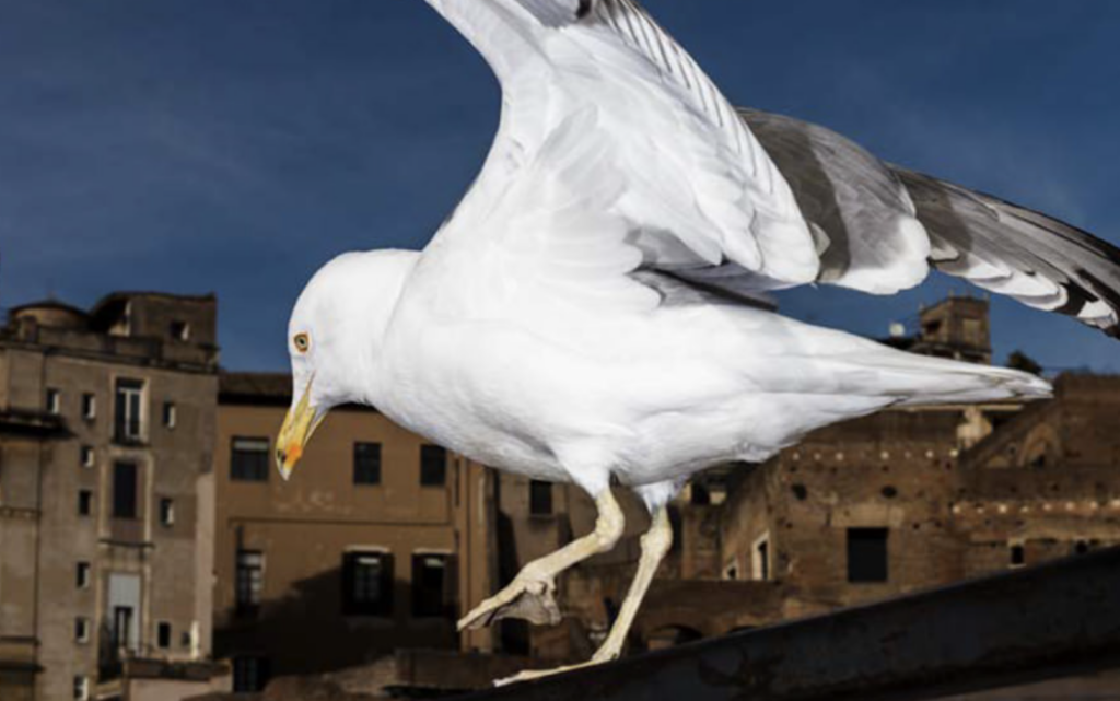 Perimetro Roma: il nuovo progetto editoriale della rivista milanese dedicata alla fotografia