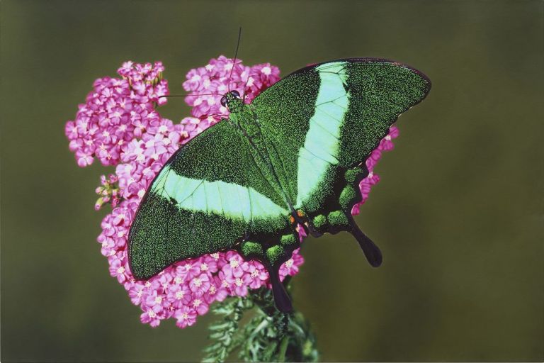 Damien Hirst, Papillio palinarus in Achillea millefolium, 2009, olio su tela, 91,4x137,2 cm. Courtesy the artist & Gagosian