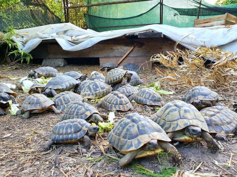Le tartarughe che abitano il vivaio di Palisano