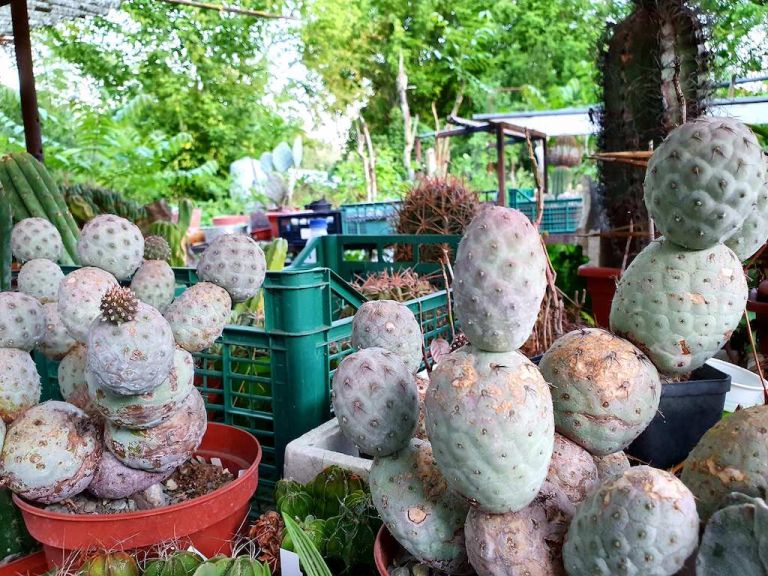 Piante rare e grasse al vivaio di Gaetano Palisano