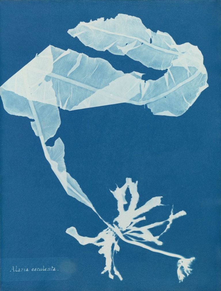 Anna Atkins, Alaria esculenta, tratta da Photographs of British Algae. Cyanotype Impressions, 1849 50 © The New York Public Library