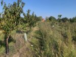 Tra campagna e città. Soulfood Forestfarms. Photo Claudia Zanfi