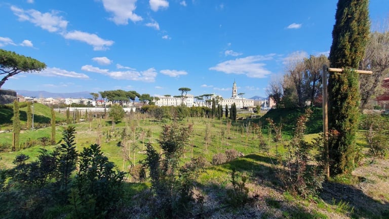 Bosco Piazza Anfiteatro CC Parco Archeologico Pompei