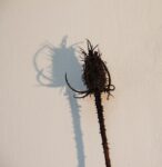 Ursula Palla, Wild Teasel 5, 2022, dettaglio. Courtesy the artist © Ursula Palla