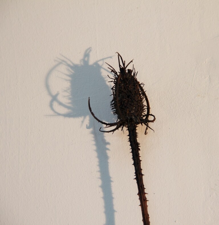 Ursula Palla, Wild Teasel 5, 2022, dettaglio. Courtesy the artist © Ursula Palla