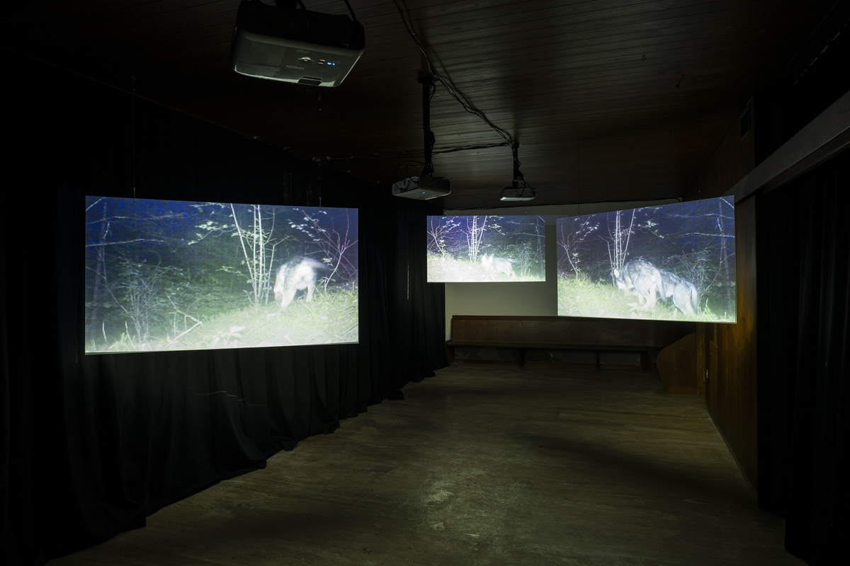 Ana Vaz & Nuno da Luz, Wolves howling - In choir - Evening snow, 2022. Exhibition view at Hotel Ladinia, Ortisei. Commissioned by Biennale Gherdëina. Photo Tiberio Sorvillo