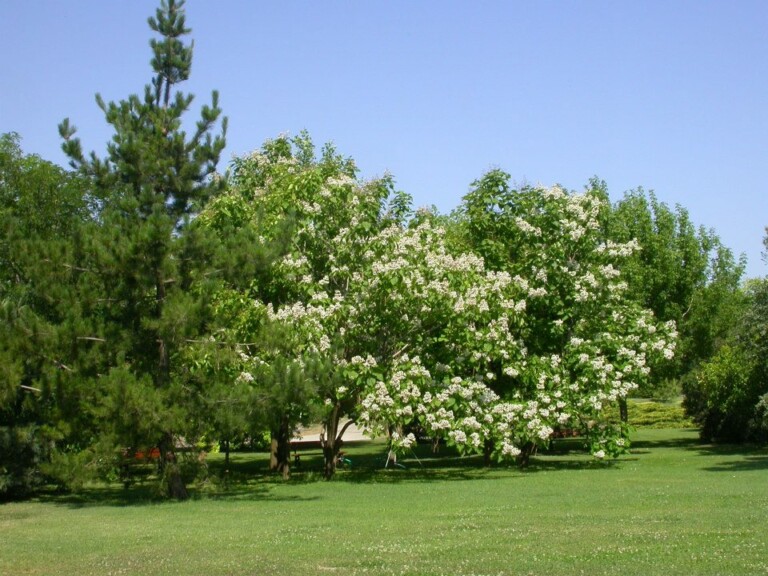 L'Orto Botanico di Viterbo