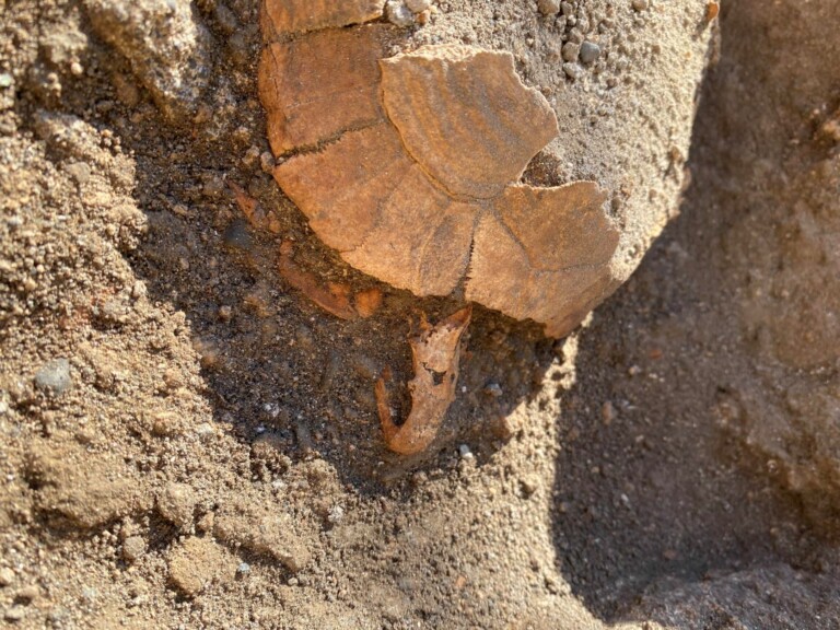 Testuggine Pompei bottega terme stabiane 1 La tartaruga ritrovata a Pompei: il Direttore Gabriel Zuchtriegel racconta la scoperta