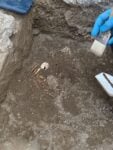 ritrovamento uovo Testuggine Pompei La tartaruga ritrovata a Pompei: il Direttore Gabriel Zuchtriegel racconta la scoperta
