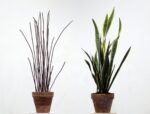 Andrea Francolino, A Biotic, 2015. Sansevieria, terracotta vases, earth, steel rebar, natural and painted wood, variable height, Courtesy The Artist, Mazzoleni, London _ Torino