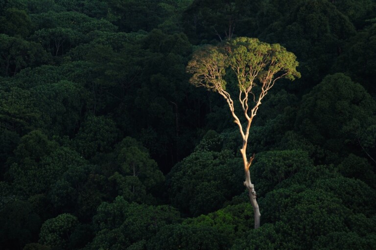 Paul Smith - Alberi (Rizzoli, Milano 2022)