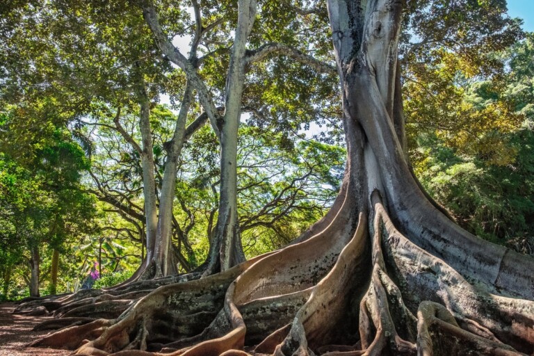 Paul Smith - Alberi (Rizzoli, Milano 2022)