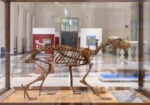 Animali, Vegetali, Rocce e Minerali: le Collezioni ISPRA > Verso un museo multispecie, Museo delle Civiltà di Roma. Ph. Giorgio Benni