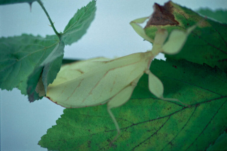 Arianna Lago, Mantis on leaf