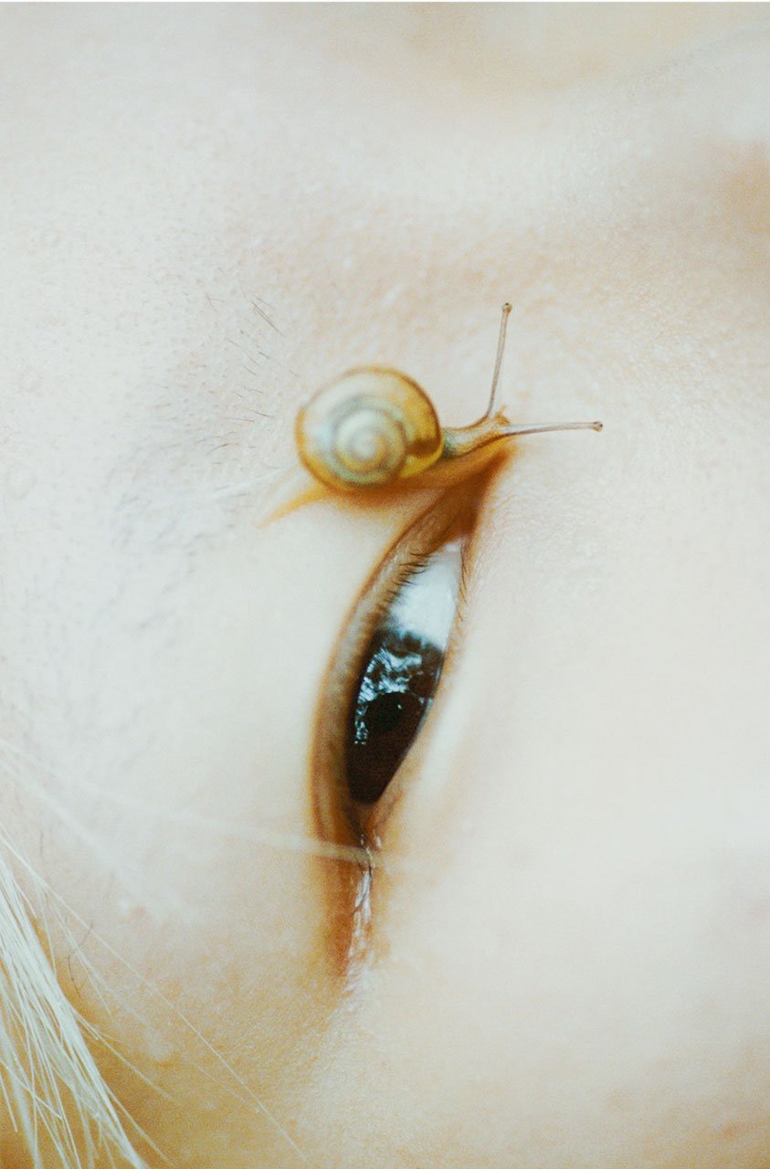 Arianna Lago, San's eye with snail