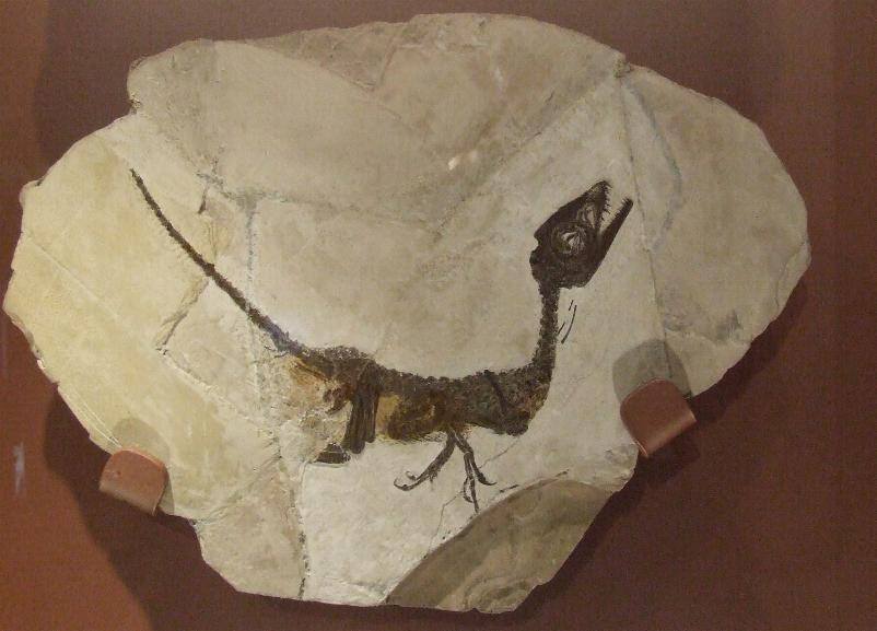 Ciro, il fossile di dinosauro di Pietraroja, Pietraroja