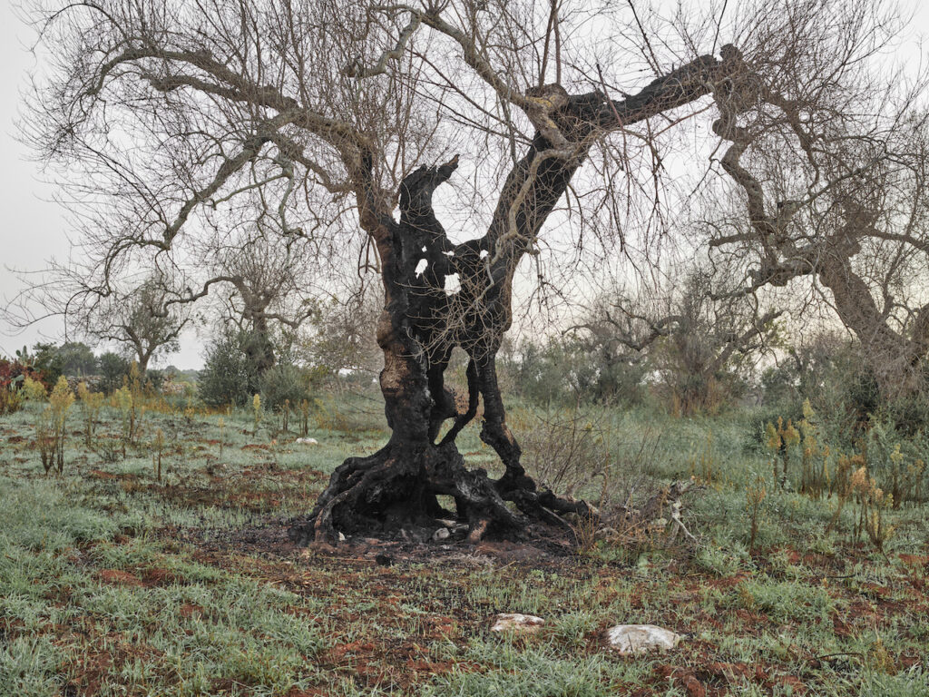 Edward Burtynsky, Xylella Studies, Lecce, 2021