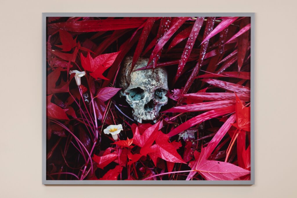 Richard Mosse, Of Lillies and Remains, 2012. Courtesy Collezione Spada