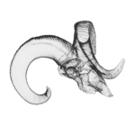 Formafantasma, Rappresentazione tridimensionale cranio di muflome