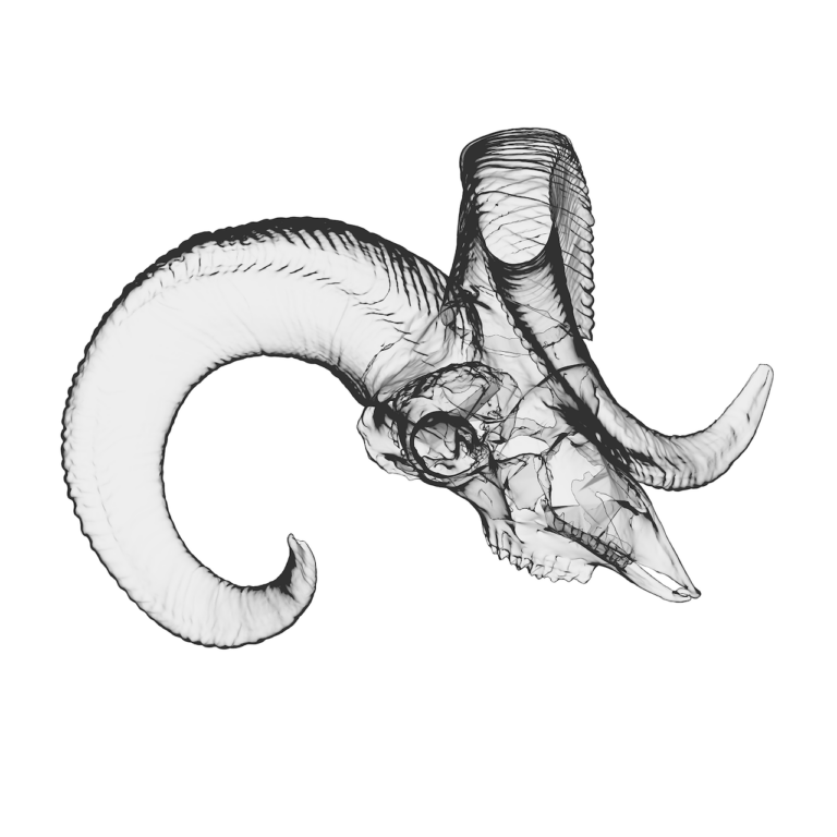 Formafantasma, Rappresentazione tridimensionale cranio di muflome