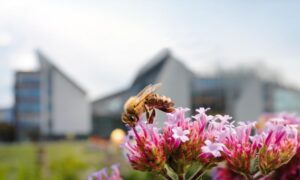 Città a misura d’ape. Al MUSE di Trento si esplorano le relazioni tra uomo e natura in città