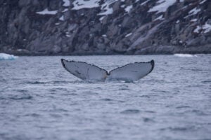 Albedo | Greenland | Mère