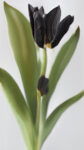 Anna Ridler, Black Tulip, 2023. Courtesy the artist and Galerie Nagel Draxler