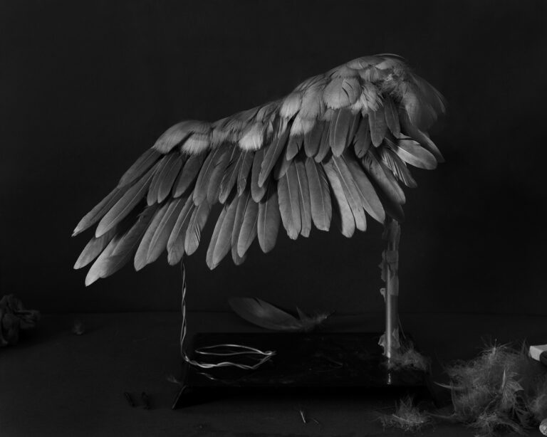 Fabio Barile, Attempt to Build a Bird’s Wing, Feathers, Playdough, and Various Materials, 2020 © Fabio Barile, Matèria