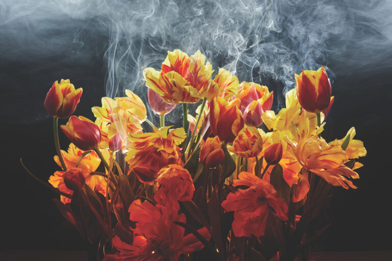 James Stopforth, Fire Tulips, Wild Alchemy Lab