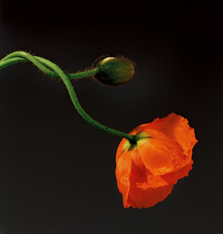 Poppy, Robert Mapplethorpe, 1988