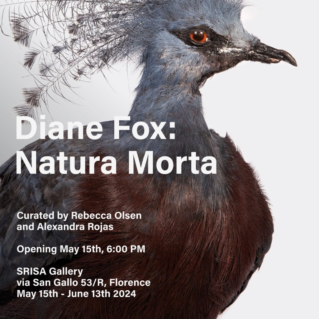 Diane Fox – Natura Morta