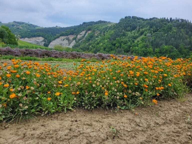 Il Giardino delle Erbe, Casola Valsenio. Photo Livia Montagnoli