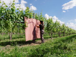 La terza edizione di Officina Malanotte. Una residenza creativa tra arte e vino in Veneto 