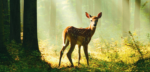 La magia di Bambi torna al cinema con un film che celebra la natura