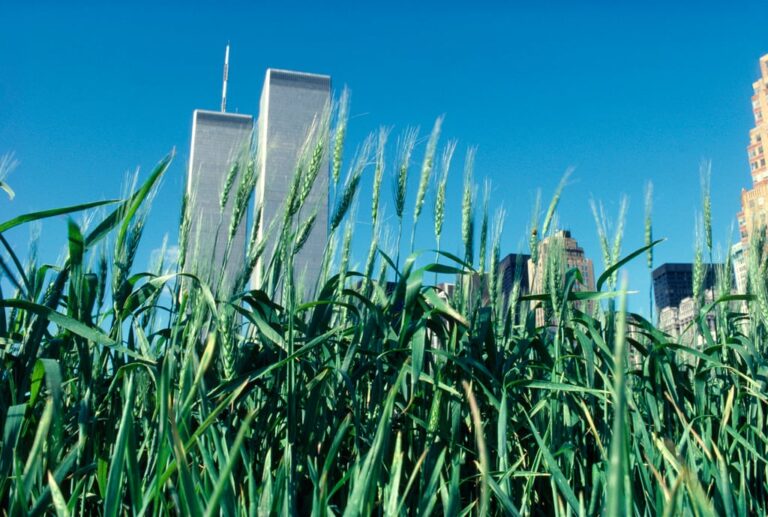 agnes denes wheatfield a confrontation battery park landfill lower manhattan green wheat 1982 c agnes denes courtesy leslie tonkonow artworks projects Il campo di grano dell'artista Agnes Denes di fronte alla fiera di Basilea ora è pronto per la mietitura