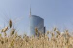 agnes denes wheatfield porta nuova milan 2015 courtesy of the artist and leslie tonkonow artworks projects Il campo di grano dell'artista Agnes Denes di fronte alla fiera di Basilea ora è pronto per la mietitura