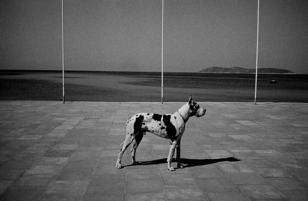 J. Hartley, Greek dog, 1978