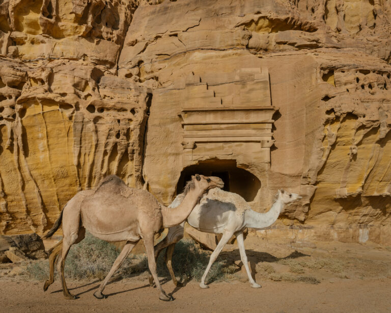 Matthieu Paley - Camel herders inside Hegra, AlUla