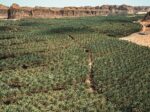 Robert Polidori - Aerial view of date palm cultivation near AlUla, 2020