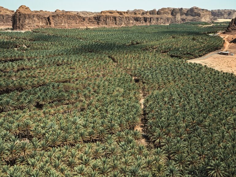 Robert Polidori - Aerial view of date palm cultivation near AlUla, 2020